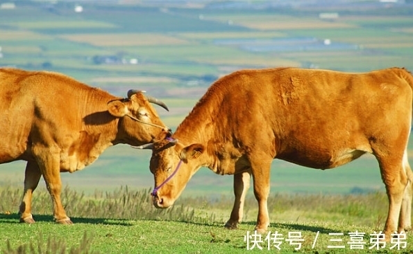 生肖|和生肖鼠幸福配对的最佳伴侣是谁？婚后夫妻恩爱，事业蒸蒸日上