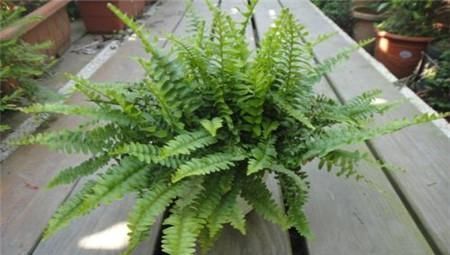 3年的耳聋好了,耳鸣不见了,只需2味药,一通一补,立见效