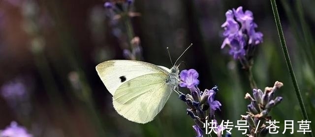 重温|7月，时光渐远，互诉衷肠，巧遇良缘，重温旧情，桃花再现