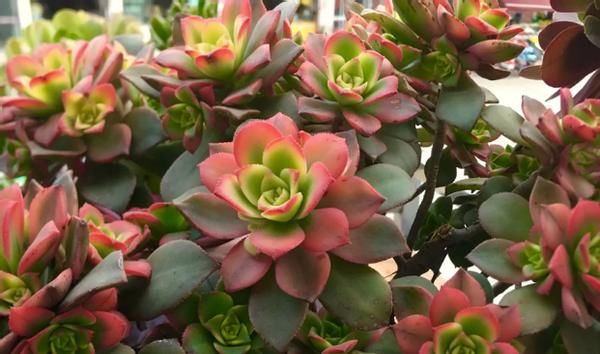 到了暖春，盆栽多肉该怎样施肥，用什么肥好？