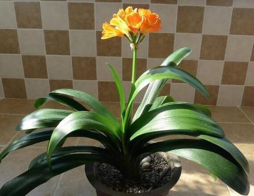 叶子|君子兰怕“3高”,怪不得一直不开花,避开后花开大如盘