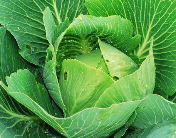 卷心菜|百岁老人长寿秘诀想要健康长寿,多吃以下3种常见食物