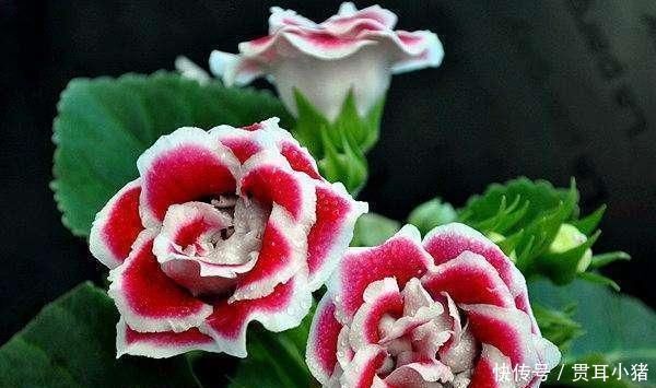 红掌|家里采光差并不影响养花,这几种花耐阴性强,光照差也能开花爆盆