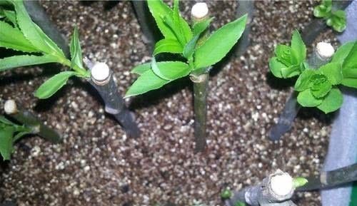 扦插|这种过期药片别扔,用来养花,长得旺,花开“爆盆”