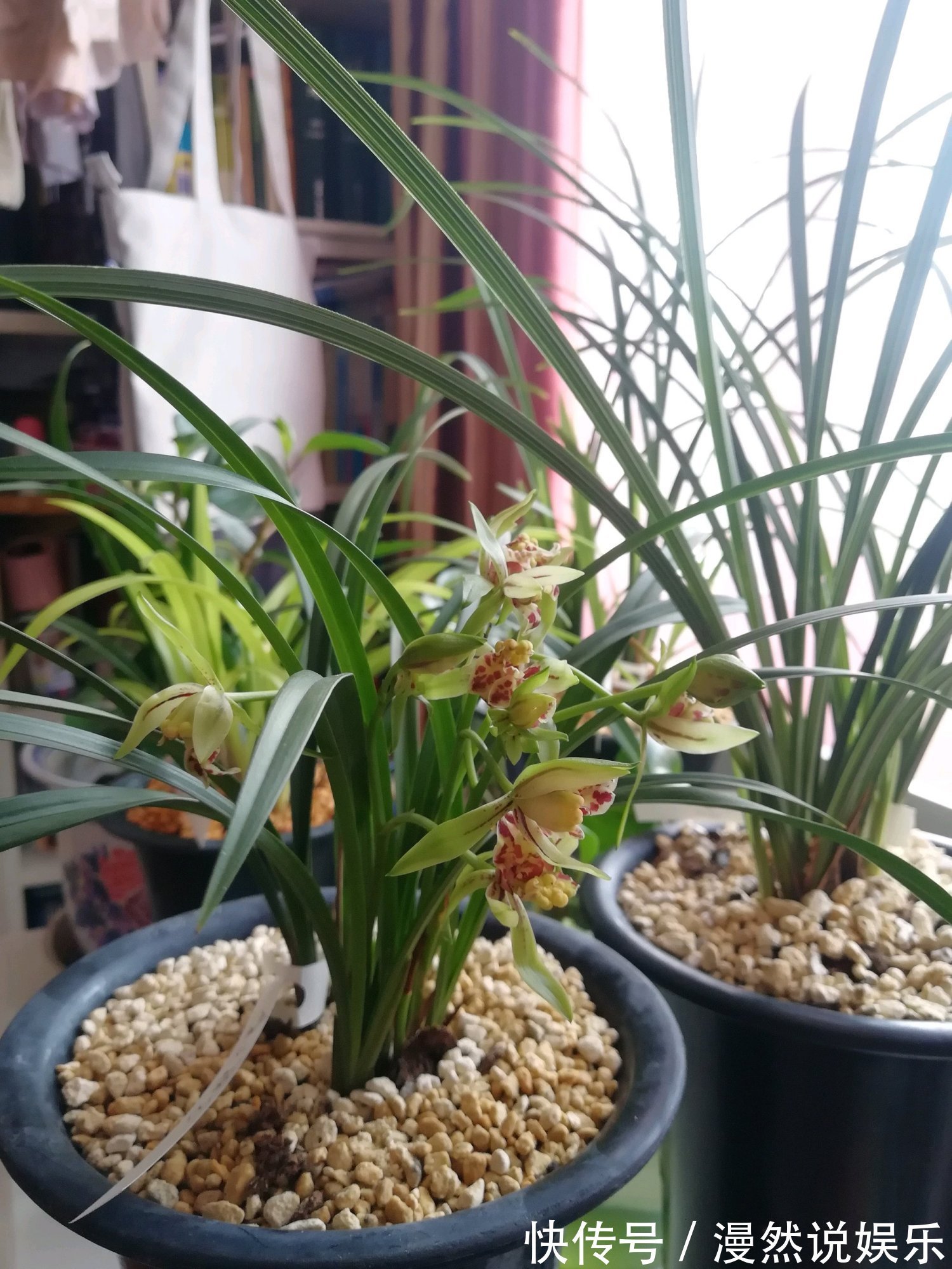 耐寒|秋天养啥花就选这四款小花，耐寒好养，管理简单，轻轻松松养爆