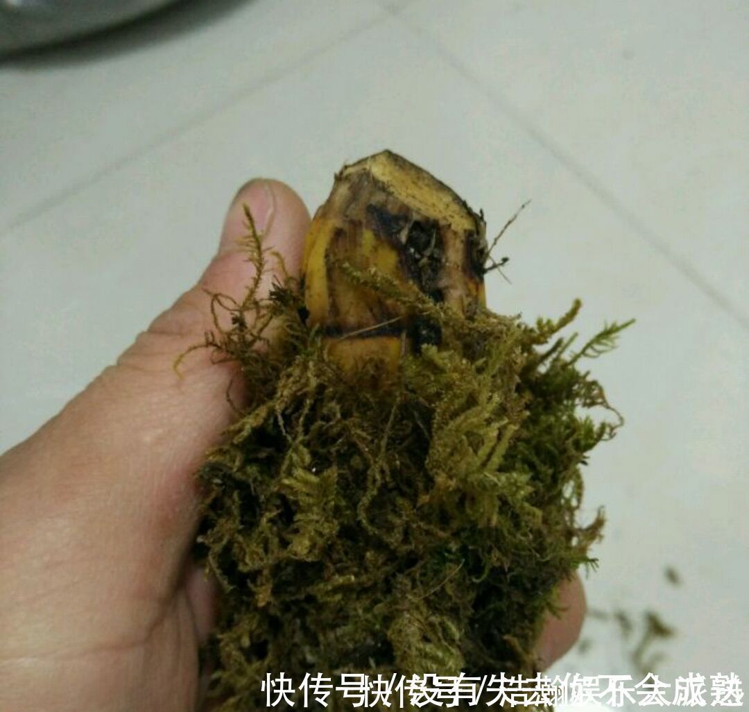 养护|兰花植株根系腐烂而没有根了还能长出来吗兰花新苗上盆焦尖咋办