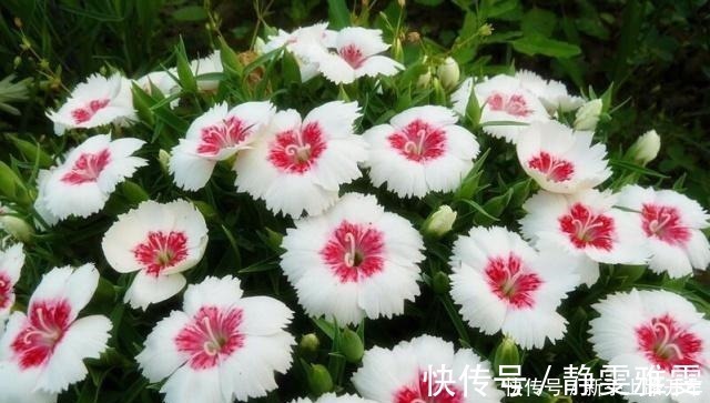 养花|养花就养1盆它，种子撒盆里，1周发芽，开花多，从春开到秋！