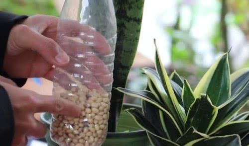 虎皮兰不见长、烂根多用上“4招”小方法,根系壮、叶片绿