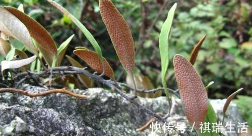 神农尝百草|藏在墙缝里的一颗野草，俗称穷人的“降压药”，一斤只要2块钱！
