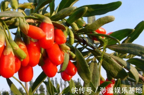 宁心安神|坚持晚上吃几粒枸杞,用不到1个月,不仅皮肤美白了,还有3大好处