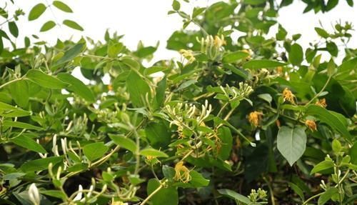 家里养花选它，沾土就能活，比桂花香10倍，开花200天以上！