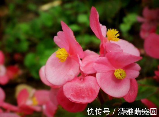 玉兰花|养这几款植物，好养活花期长，一年开花200多天，绚丽多彩