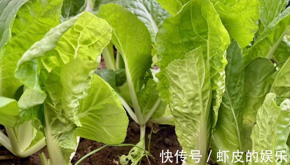 嫩过生菜,鲜过上海青,美过箭杆白,“快菜”才是好吃的大叶菜
