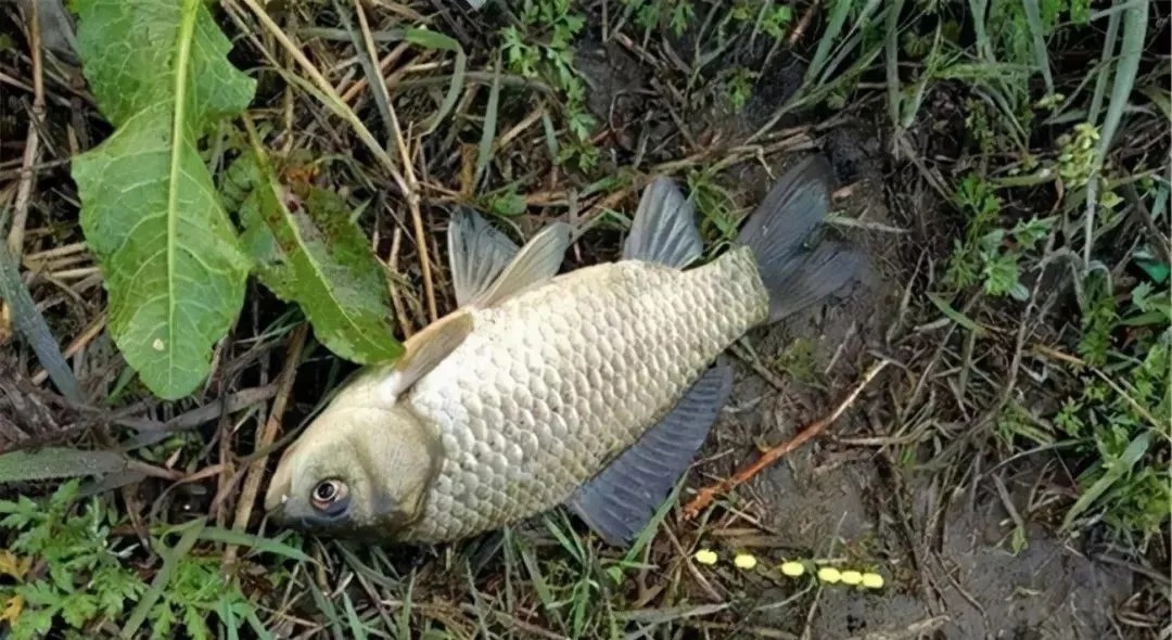 钓鱼|冬季钓鲫鱼，钓深还是钓浅？选错就是浪费窝料浪费钱