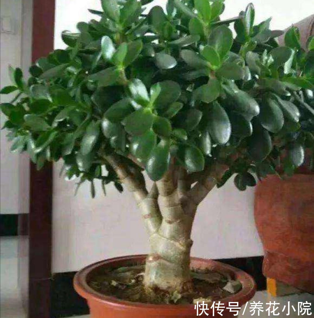 美观|玉树不剪不成型，3种枝条要勤剪，才能长得粗壮，植株美观
