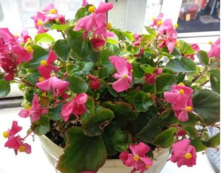 养花就养这四款,花期长开花多,阳台轻松变成小花园