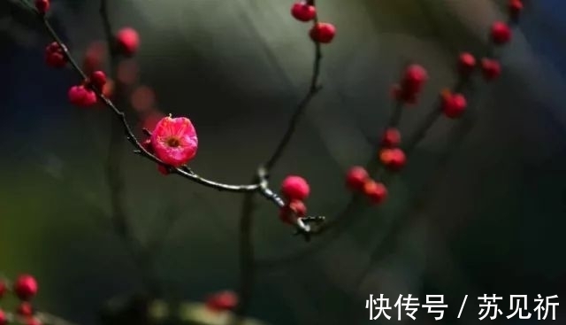 桃李$明代于谦一首梅花百咏:如玉肌骨,雪样精神,蕴含哲理,寄意遥深