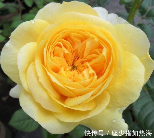 5种漂亮花,好养易活能爆盆,花朵迷人,一茬一茬地开