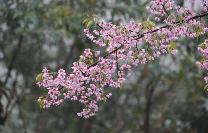 春意渐浓 临安横岭村200多亩樱桃林花开灿烂