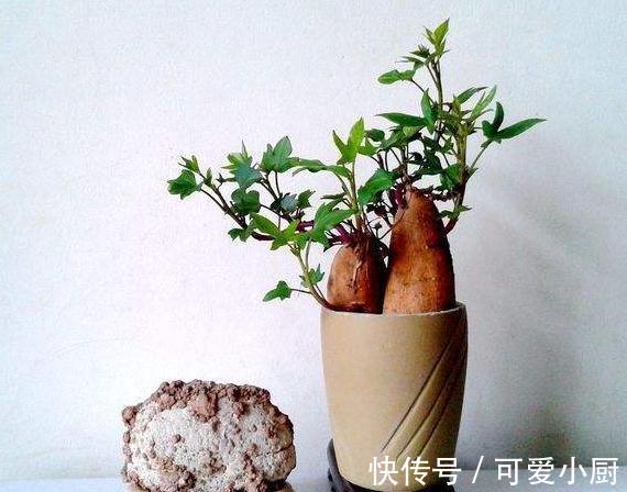 3块钱,让你拥有价值500块钱的盆景,赚大发了