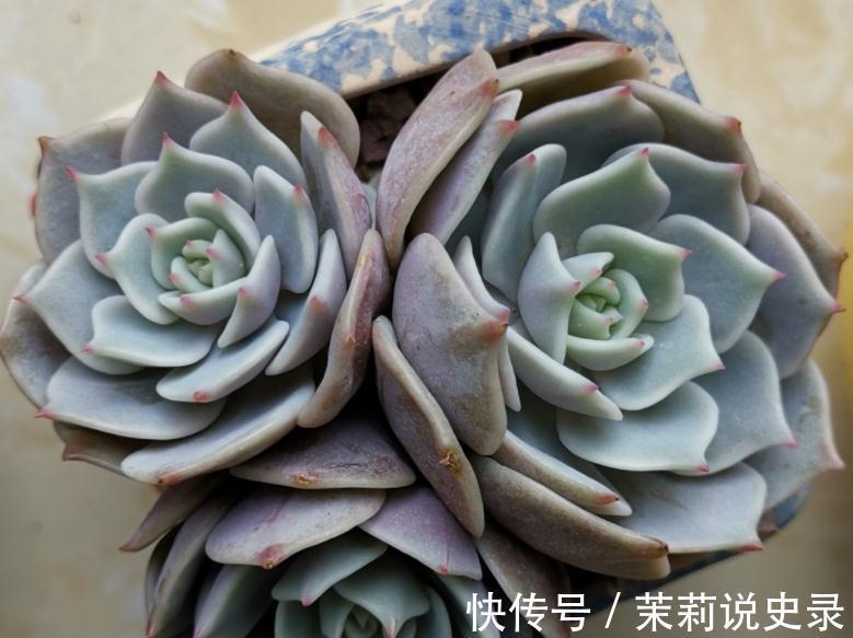 这3款多肉特容易养残,园艺新人甭轻易被它们的高颜值骗了!