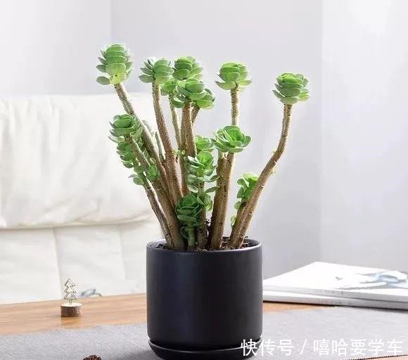 适合过年购买的8种招财植物,好看又吉祥!