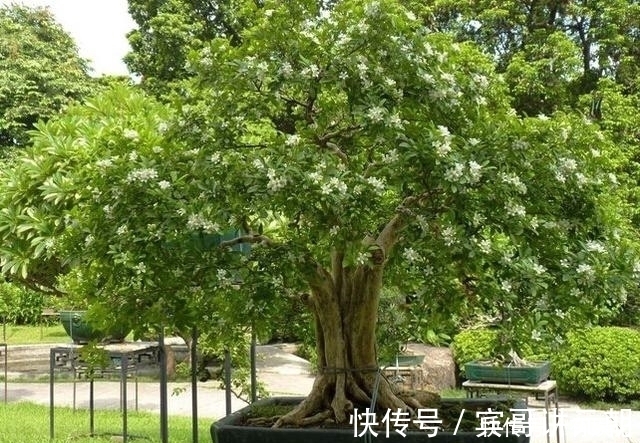 绿萝|绿萝扔了吧!此花沾土就活,一年开花200天,花香胜桂花!