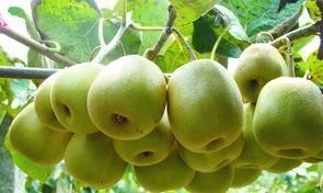 木耳多糖|一旦查出糖尿病先别慌，6种食物坚持每天吃，轻松“制服”高血糖