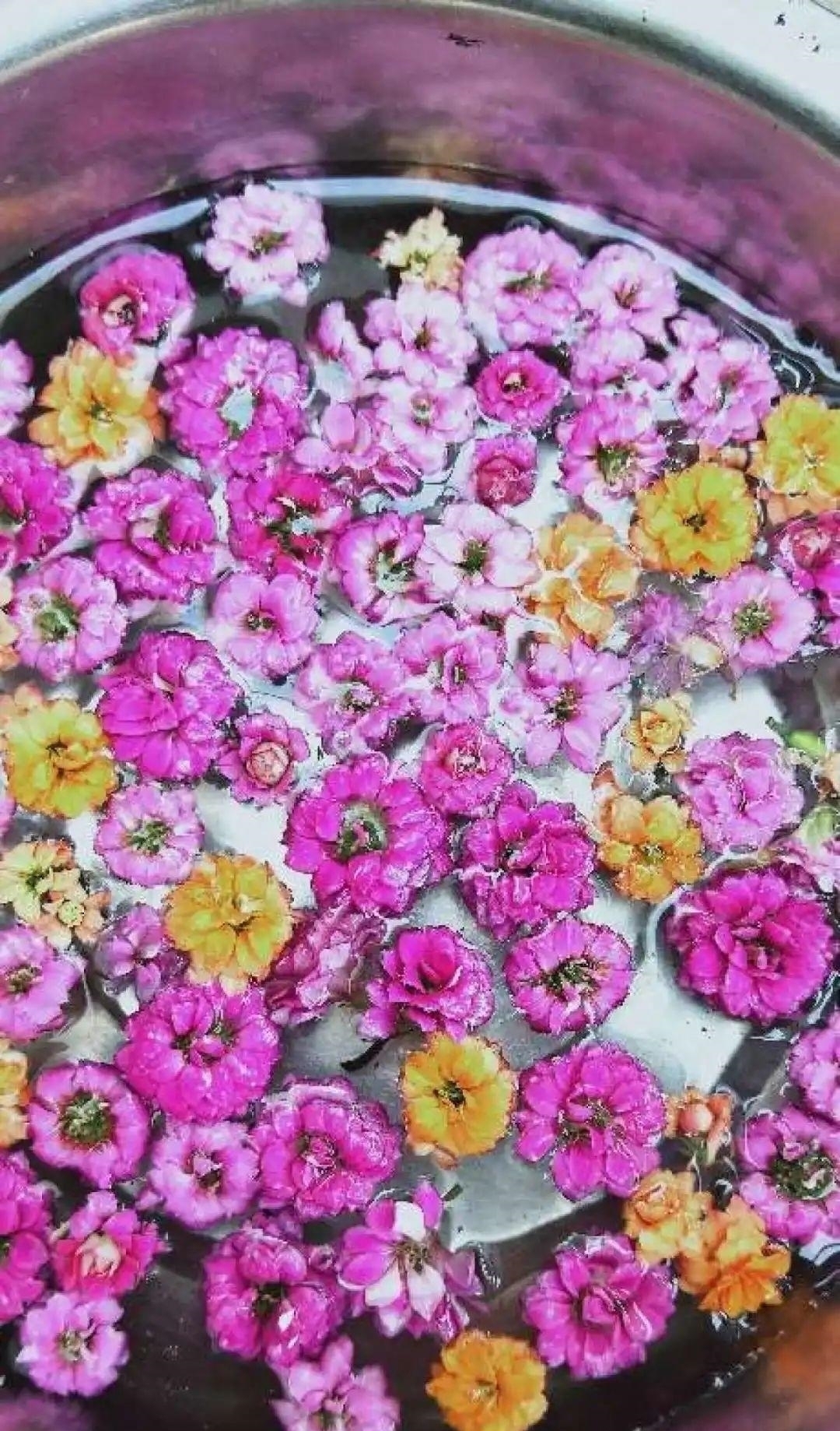 天竺葵|8种花夏天太容易死,现在赶紧扦插,死了也不心疼