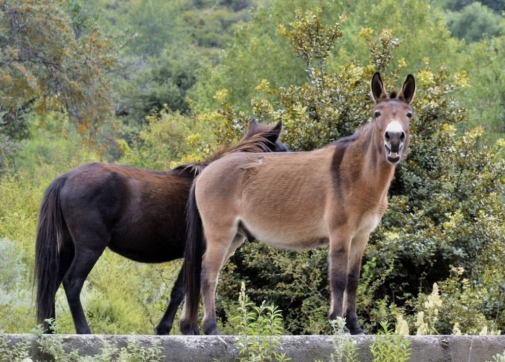 学驴|王粲年少成名,才华出众,为何曹丕在他墓前“学驴叫”