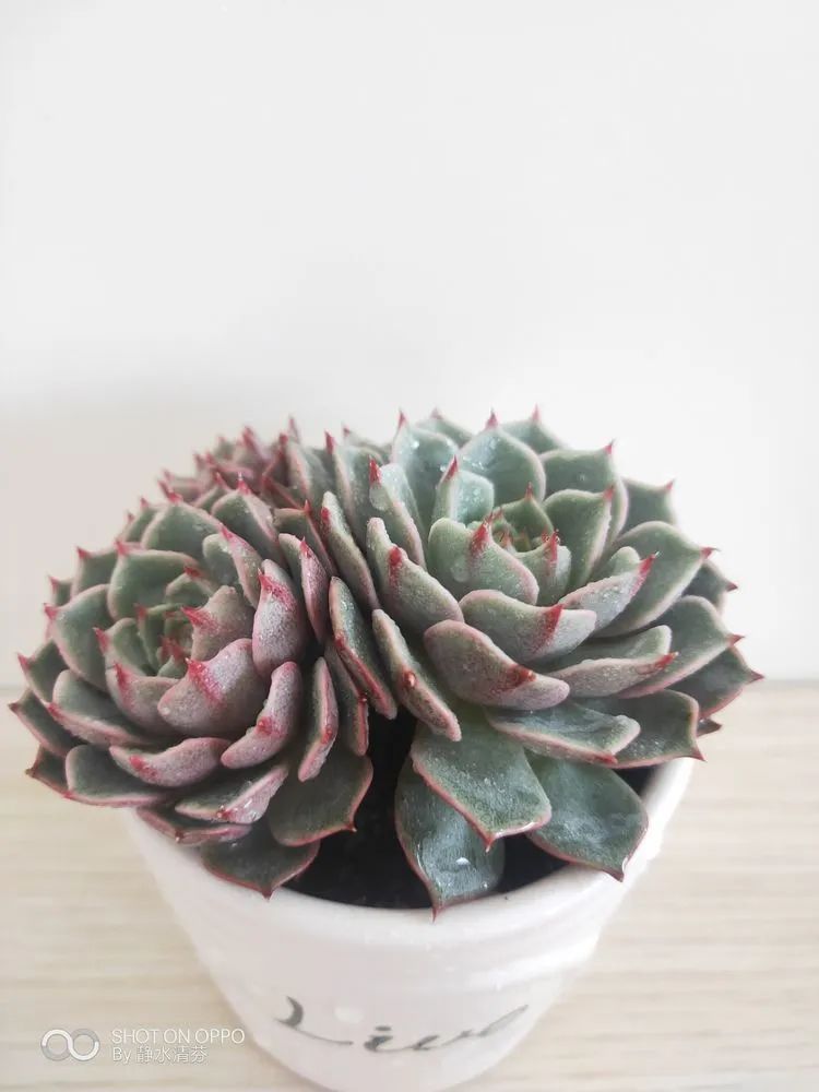 状态一般的多肉们，在我这儿已经是最美的存在了！