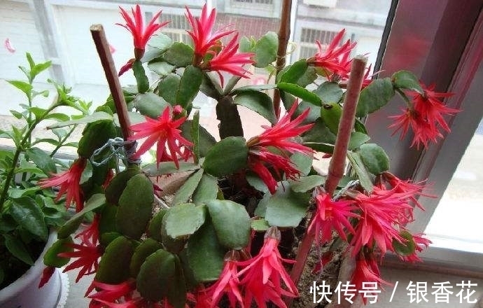 蟹爪兰如何嫁接龙骨花？教你嫁接“4法”，3个注意事项，30天成活