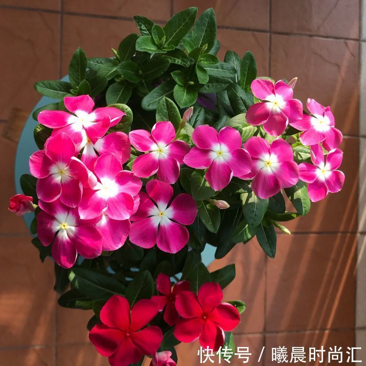 喜欢养花,首选“精品牡丹”荷包牡丹,似少女荷包,寓意极美