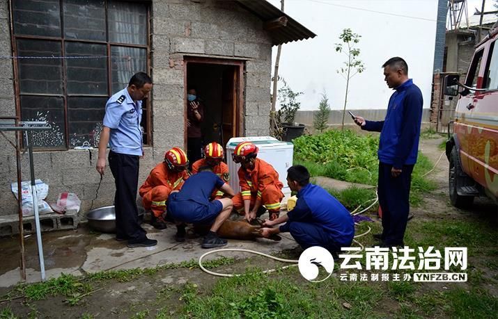 赤麂|野生赤麂访民宅被困 军警合力救助送归山林