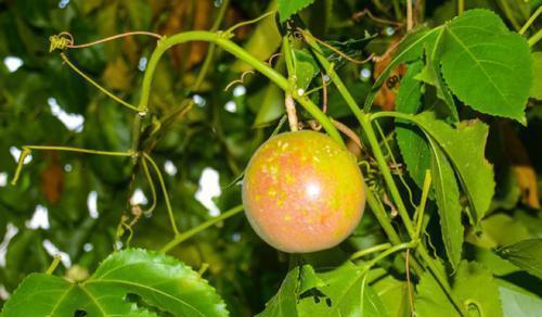 营养成分|女性到了中年,坚持吃3种食物,补充营养,排毒抗衰,增强体质