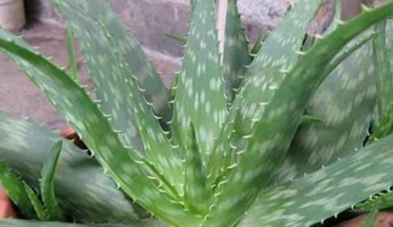 懒人|最适合“懒人”养的4种花,随意丢盆里就能活,给点水就疯长