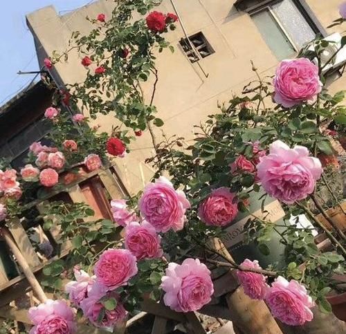 养花得做减法，入冬后此5种花剪1刀，明年长得旺、开花多