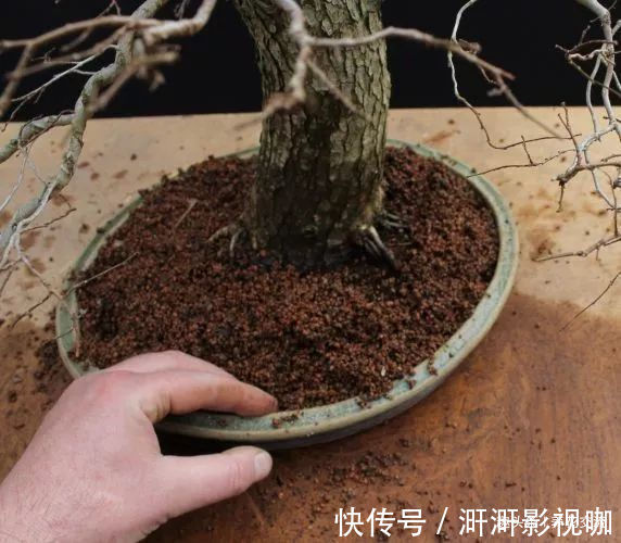 铜线|特别适合新手养的榆树盆景，养室内也能生长良好