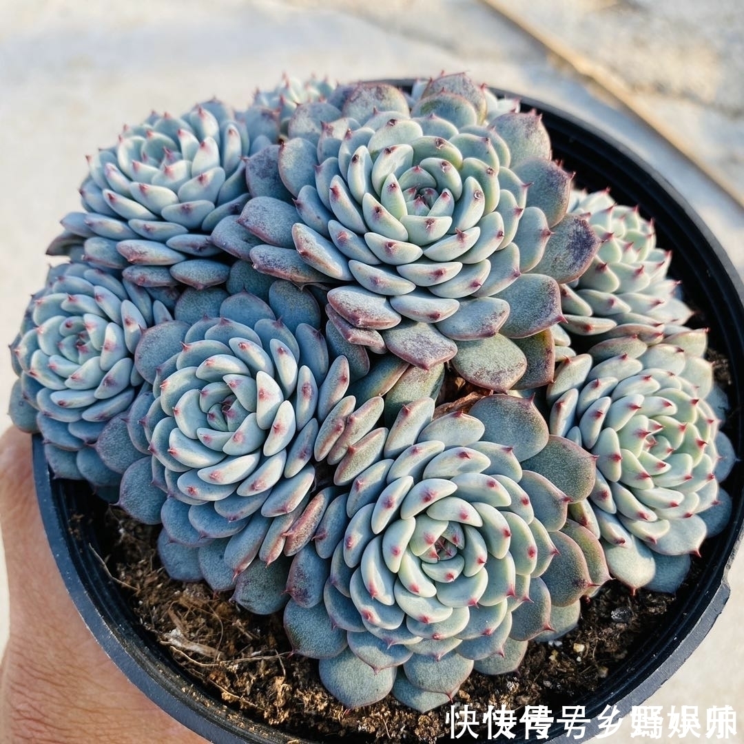 小帅|这些蓝色系多肉,简直像天使身边的小精灵,太美了