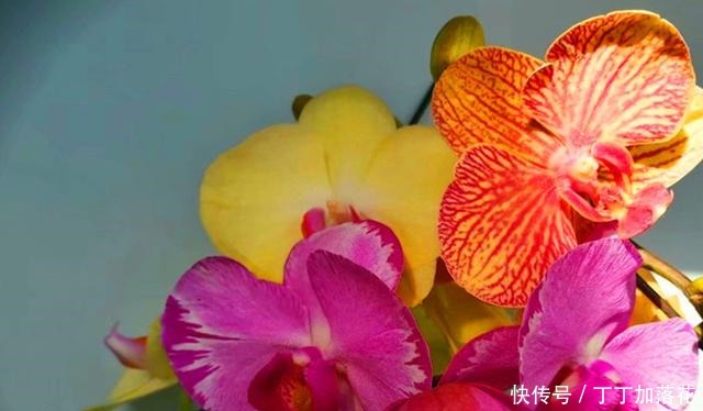 肥料|想让蝴蝶兰六月开花,养护环境重要,用对养护方法也很重要!