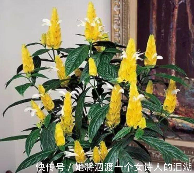 能手|3种花是爆盆“能手”,开起花来“拦”不住,一整年都有好运气!