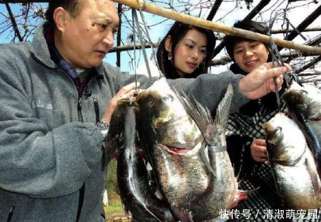 农村神奇的弓鱼术！这样绑鱼离水一天都不会死，是什么原因