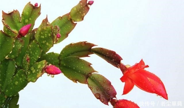 养花不开花用点“它”，催花好“助手”，喷一点点，花量翻倍！