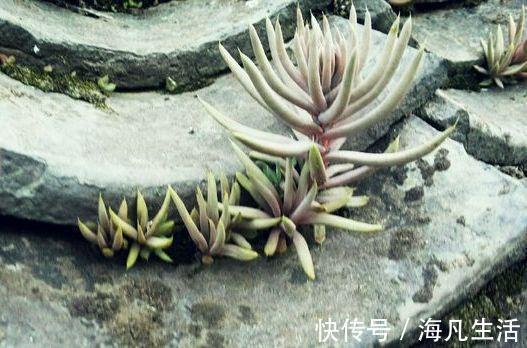 老家房上“1种植物”,遇见必采,半年养出50株,家里养了有福气