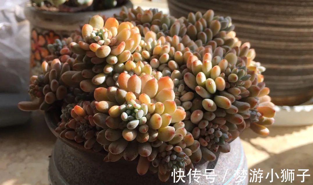 多肉冬天休眠状态不好,只要保证这两点,反而可能更美艳