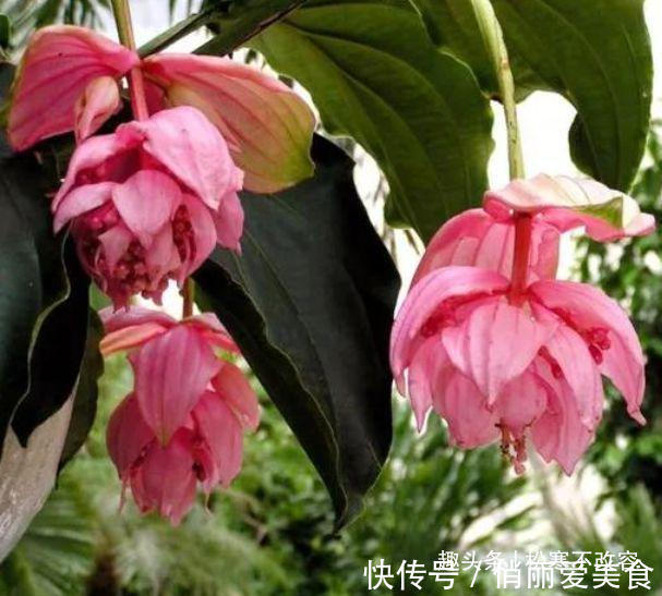 聪明人都养几种花,养在客厅上档次,还杀菌又消毒,特别好!