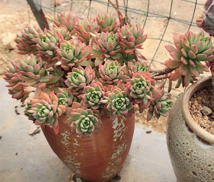 红边|姐姐养了9年的多肉,没有买肥就用它,个个长成精!