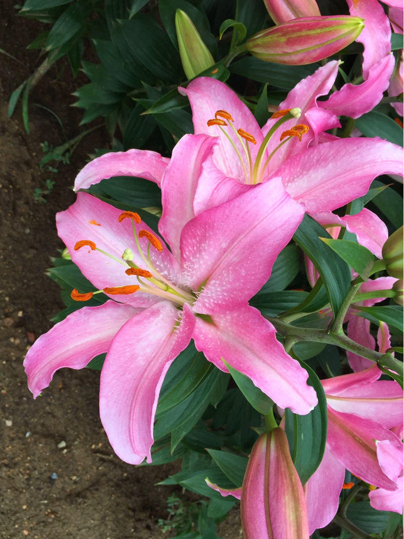 浇水|叶子发黄还脱落注意好这几点,叶子常年绿油油!