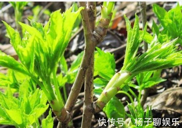 野菜|乡下大山此野菜，人称“天下第一山珍”食用价值高，营养很丰富