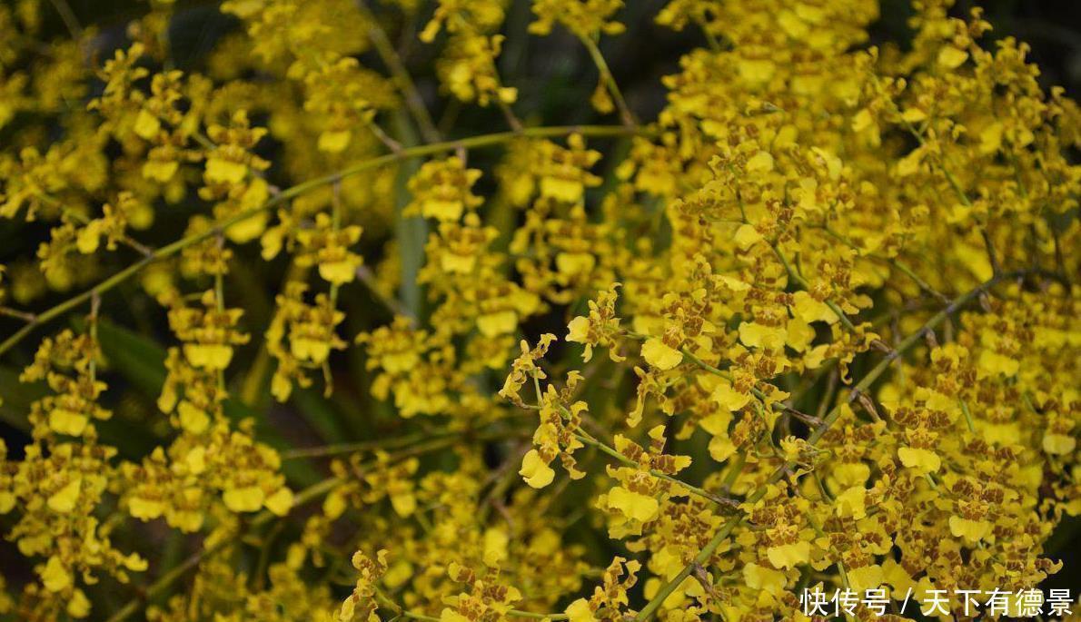 空气|4种香味超然的花卉，家里养几盆，改善家居空气